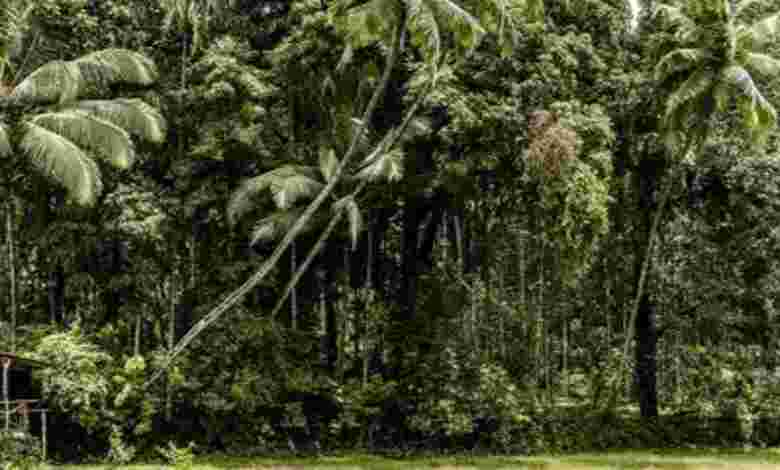 Shop for Spices or Visit a Spice Plantation