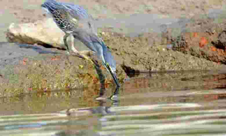 Visit a National Wildlife Park