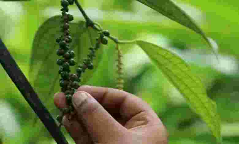 Visit a Spice Plantation